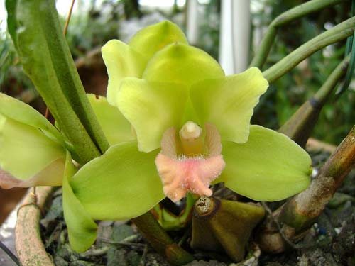 Bifrenaria fuerstenbergiana