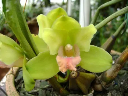 Bifrenaria fuerstenbergiana