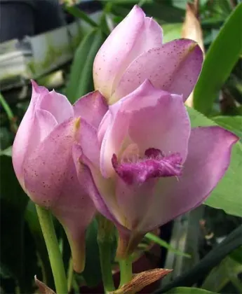 Bifrenaria thyrianthina
