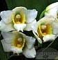 Bifrenaria thyrianthina alba plena