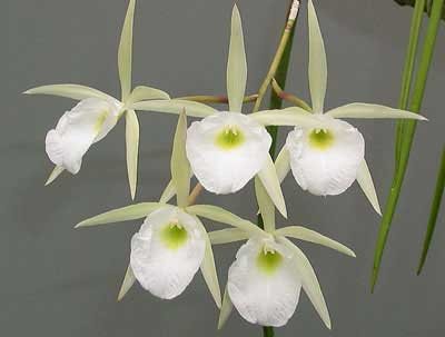 Brassavola perrinii (clump)