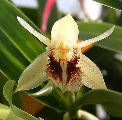 Coelogyne lindleyana