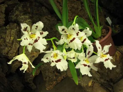 Colmanara Maui Howie 'Lavender Lace'