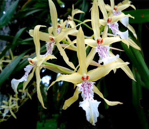 Miltonia flavescens
