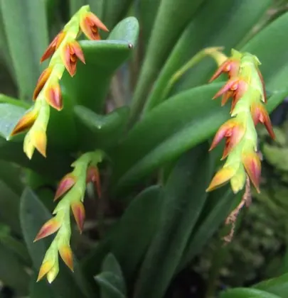 Pleurothallis ochreata