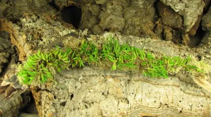Pleurothallis leptotifolia (clump)
