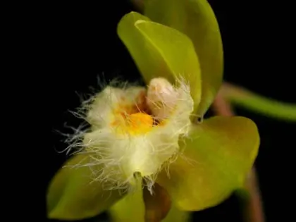 Bifrenaria charlesworthii