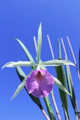 Brassocattleya Saint Andre (Cattleya dowiana aurea x Brassavola nodosa)