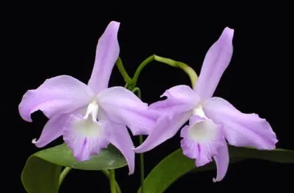 Laelia fidelensis
