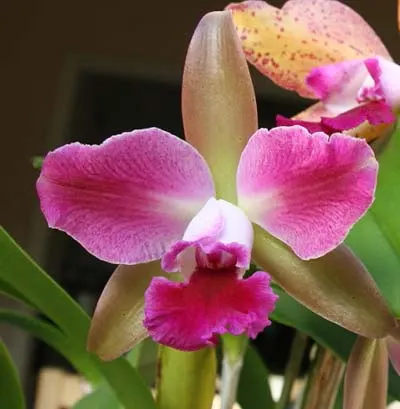 Laelia tenebrosa x Cattleya Penny Kuroda 'spots'