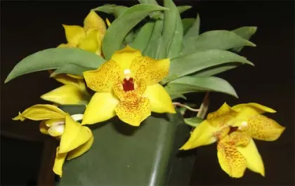 Promenaea Colmaniana