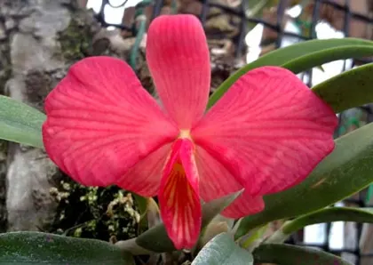 Sophronitis roseum