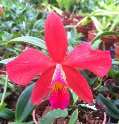 Sophrocattleya George Hardy (Cattleya aclandiae x Sophronitis coccinea)