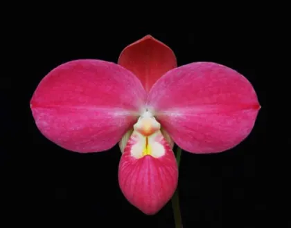 Phragmipedium Fritz Schomburg (besseae x kovachii)