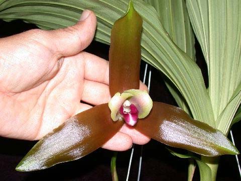 Lycaste schilleriana gigantea