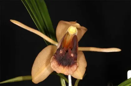Coelogyne xyrekes