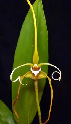 Maxillaria fractiflexa
