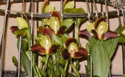 Angulocaste Henriette Collin