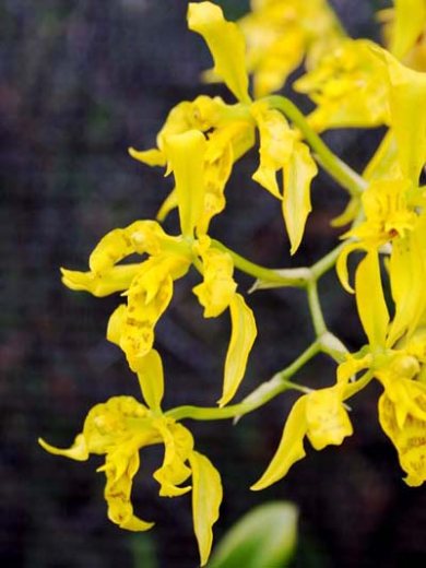 Cyrtochilum pardinum