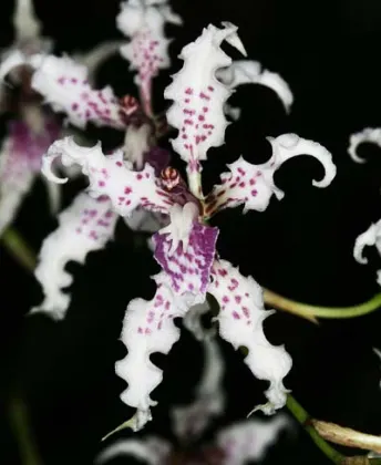 Cyrtochilum ramosissimum