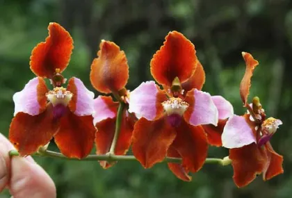Cyrtochilum volubile