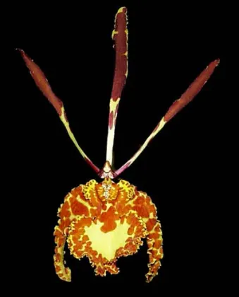 Psychopsis versteegianum