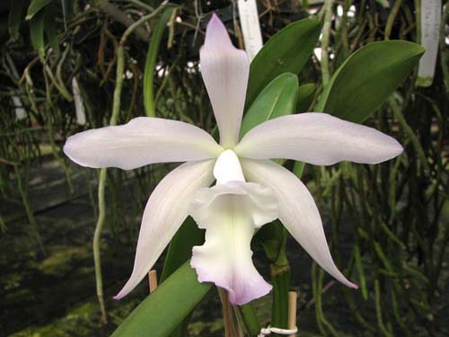 Brassavola glauca x Cattleya intermedia