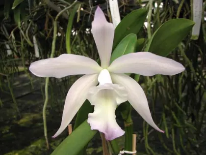 Brassavola glauca x Cattleya intermedia
