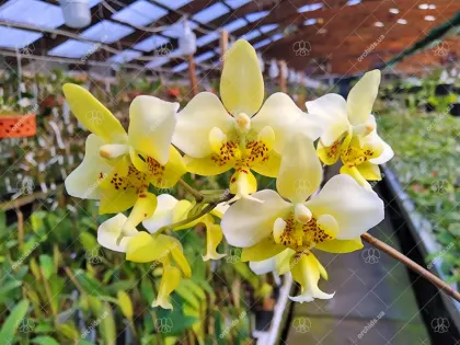 Phalaenopsis stuartiana yellow x sib