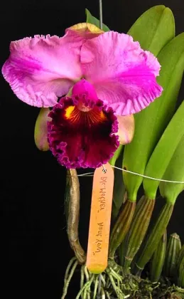 Brassolaeliocattleya Mother 'Aunt Yow'