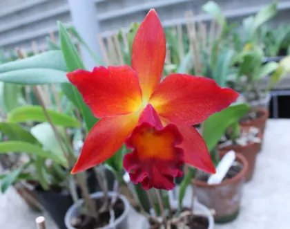 Potinara Chief Sweet Orange 'Sweet Orange'