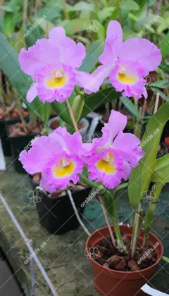 Rhynchosophrocattleya Mormilani Jewel 'Chunfong'