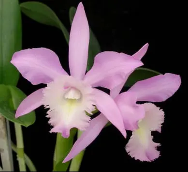 Brassocattleya Angel Lace (Cattleya Little Angel x Brassavola digbyana)