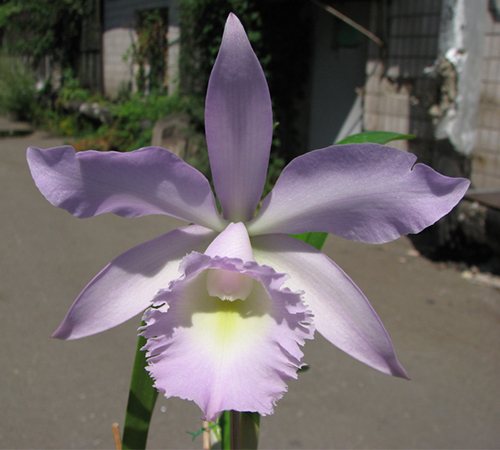 Brassocattleya Angel Lace 'Perfection' (Cattleya Little Angel x Brassavola digbyana)