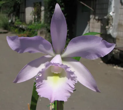 Brassocattleya Angel Lace 'Perfection' (Cattleya Little Angel x Brassavola digbyana)