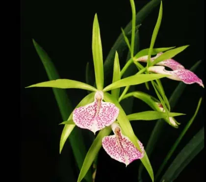 Brassocattleya Binosa 'Kirk'