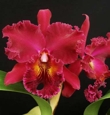 Brassolaeliocattleya Dickie Brooks 'Cole #6' x Brassolaeliocattleya Chia Lin 'Shinsu #1'