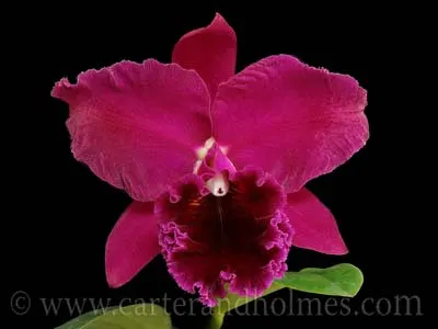 Brassolaeliocattleya Muscadine Wine (Blc. Lake Murray x Blc. Eagle Island)