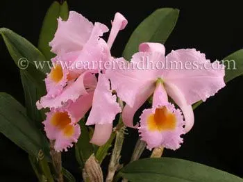 Cattleya (schroderae 'Newberry' x '#2')