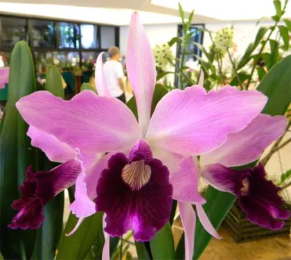 Laelia purpurata flammea 'Jean Webster' x self