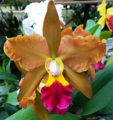 Potinara Egyptian Queen