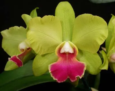 Potinara Memoria Shirley Moore 'Newberry'