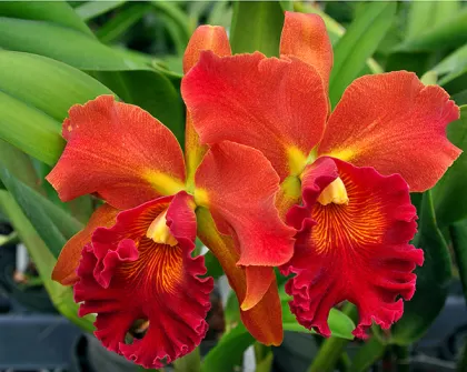 Potinara Susan Fender 'Cinnamon Stick'