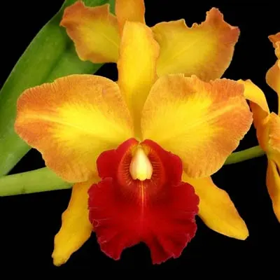 Potinara Susan Fender 'Newberry'