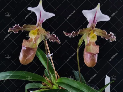 Paphiopedilum tranlienianum