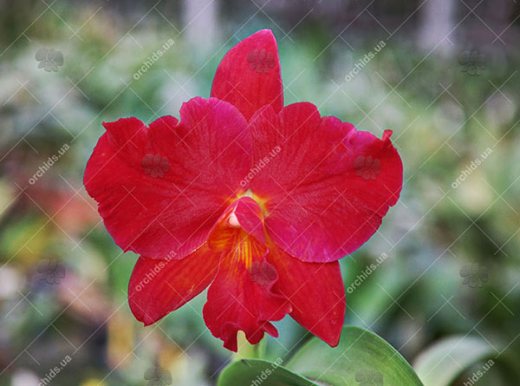 Cattlianthe Sunrise Doll 'AV' (Cattlianthe Seagulls Torch Song x Cattleya Morning Glow)