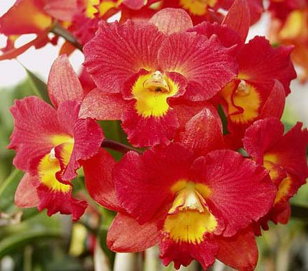 Potinara Burana Angel 'Hsinying'