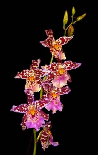 Beallara Tropic Tom 'Honker'