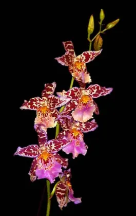 Beallara Tropic Tom 'Honker'