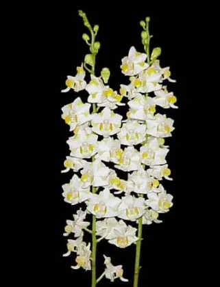 Doritis pulcherrima f. champorensis 'White'